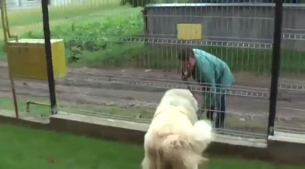 belgian shepherd for sale ireland caucasian shepherd dogs bred for hunting russian bears go on sale belgian shepherd for sale ireland caucasian shepherd dogs bred for hunting russian bears go on sale